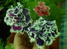 DSCN9639