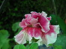 DSCN9642