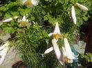 lilium regale