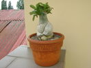 Adenium obesum