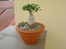 Fockea edulis