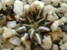 Ariocarpus kotschoubeyanus v. elephantidens