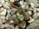 Ariocarpus fissuratus