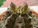Gymnocalycium quehlianum