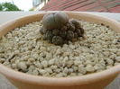Lophophora williamsii v. caespitosa