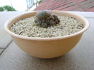 Lophophora williamsii v. caespitosa