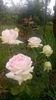 IMG_20160620_171445