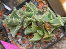 Faucaria felina ssp. tuberculosa