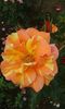 20160620_094801