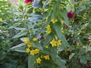 Lysimachia?