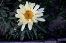 Margareta crem