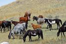 feral-horses-861684_960_720