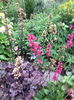 Heuchera flori