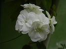 DSCN0415