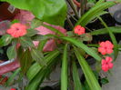 DSCN0421