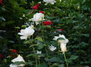 DSCN0424