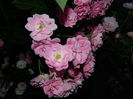 DSCN0431