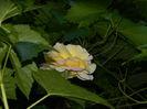 DSCN0445