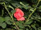 DSCN0449