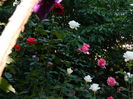 DSCN0450