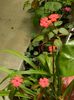 DSCN0465