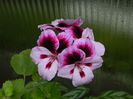 DSCN0470