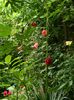 DSCN0479