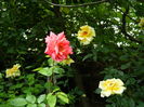 DSCN0484