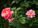 DSCN0485