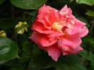 DSCN0486