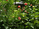 DSCN0492