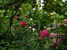 DSCN0495
