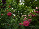 DSCN0496