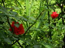 DSCN0505