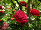 DSCN0510