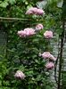 DSCN0519