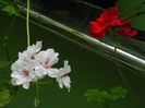 DSCN0532