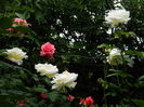 DSCN0535