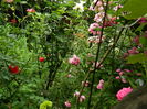 DSCN0537