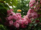 DSCN0542