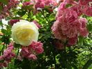 DSCN0544