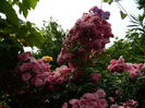 DSCN0546