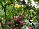 DSCN0554