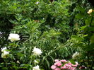 DSCN0557