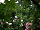 DSCN0558