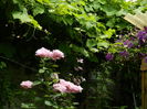 DSCN0563