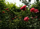 DSCN0564