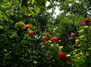 DSCN0587