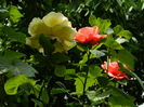 DSCN0588
