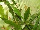 DSCN0593